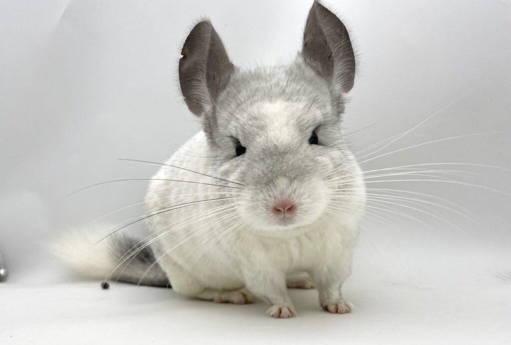 【SALE】チンチラ ウィルソンホワイト 女の子 オランダ便 ほぼ真っ白タイプ【人懐っこい子・カイカイ大好き】