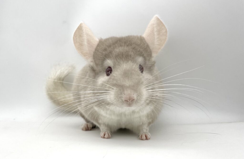 【SOLDOUT】チンチラ ホモベージュ 男の子 オランダ便【明るい性格♪】