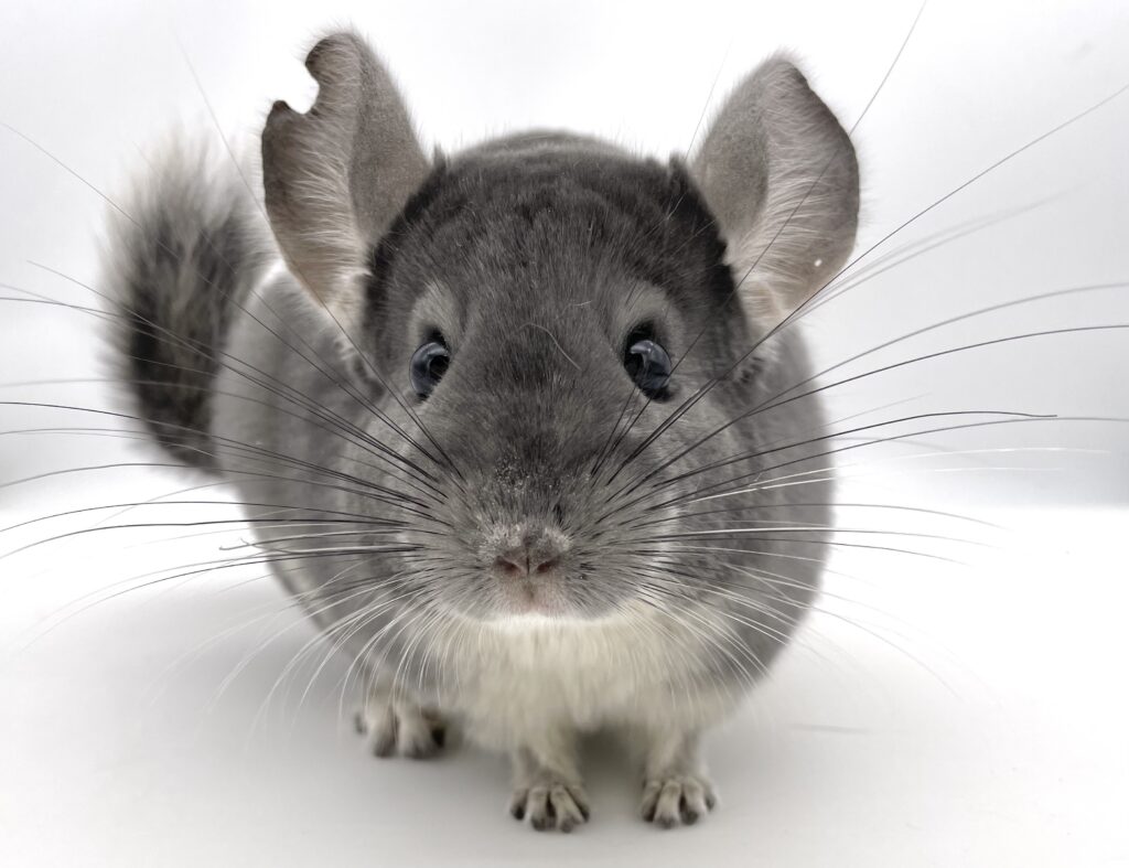 【SOLDOUT】チンチラ バイオレット 女の子【国内ブリーダー個体】お耳欠け有