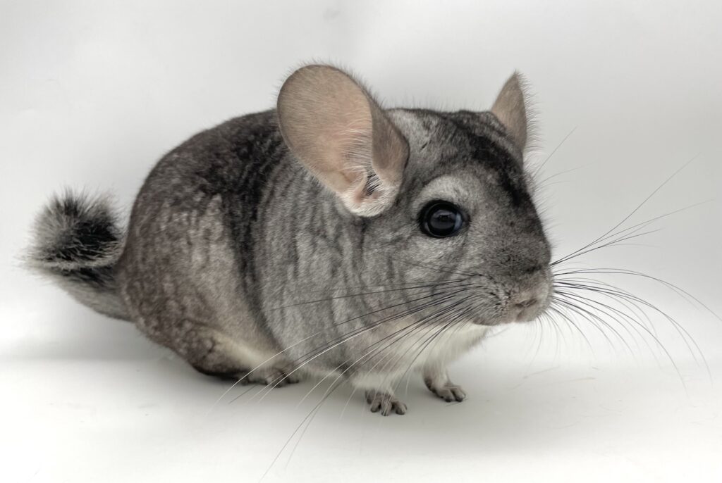 【SOLDOUT】チンチラ スタンダードグレー 女の子 バイオレットキャリア【国内ブリーダー個体】②姉妹・大きい方