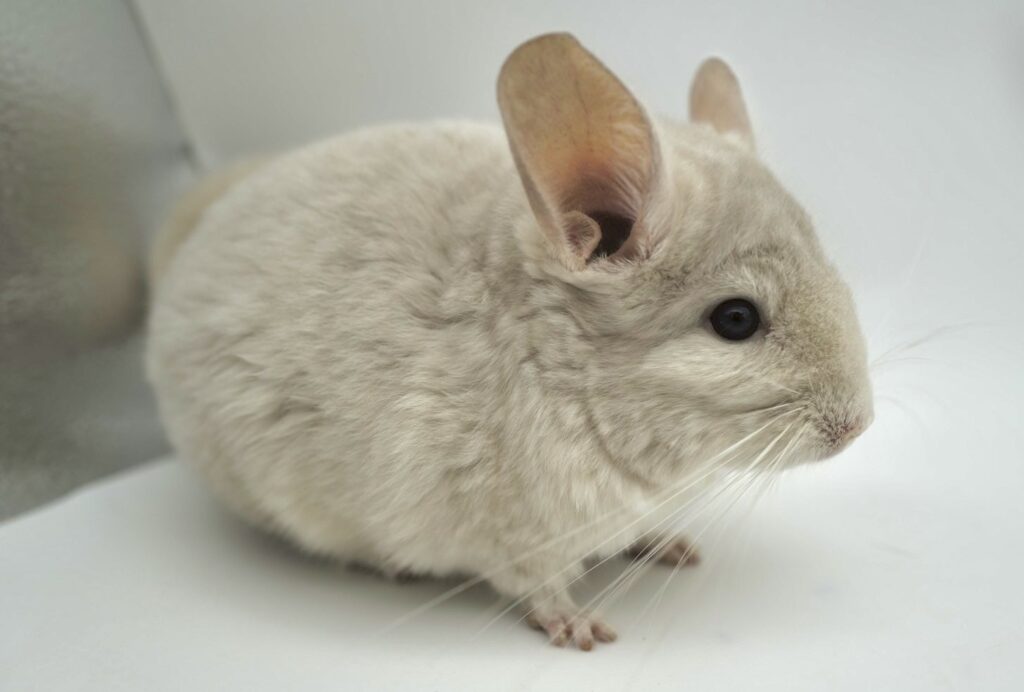 【SOLDOUT】チンチラ ホモベージュ 女の子 アンゴラキャリア バイオレットキャリア #18 ポーランド便【おだやかな性格】