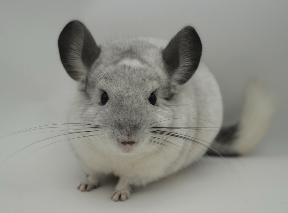 【SOLDOUT】チンチラ ウィルソンホワイト モザイク 男の子 アメリカ便【穏やかな性格】