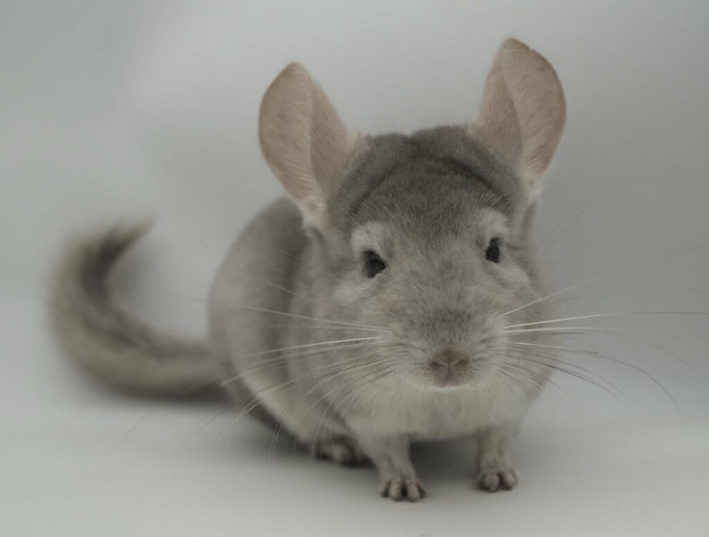 【SOLDOUT】チンチラ ベージュバイオレット 男の子【国内ブリーダー個体・明るい人懐っこい性格】