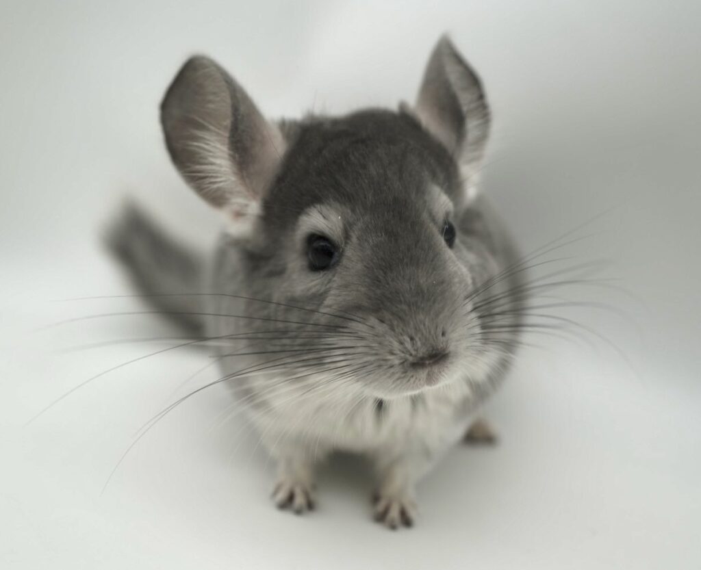 【SOLDOUT】チンチラ バイオレット 男の子 サファイアキャリア ②【国内ブリーダー個体・非常におだやかな性格】