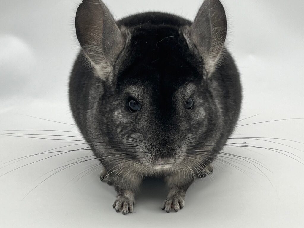 【SOLDOUT】チンチラ ダークエボニー ブラックエボニー 男の子【国内ブリーダー個体】可愛いお顔・人懐っこい子