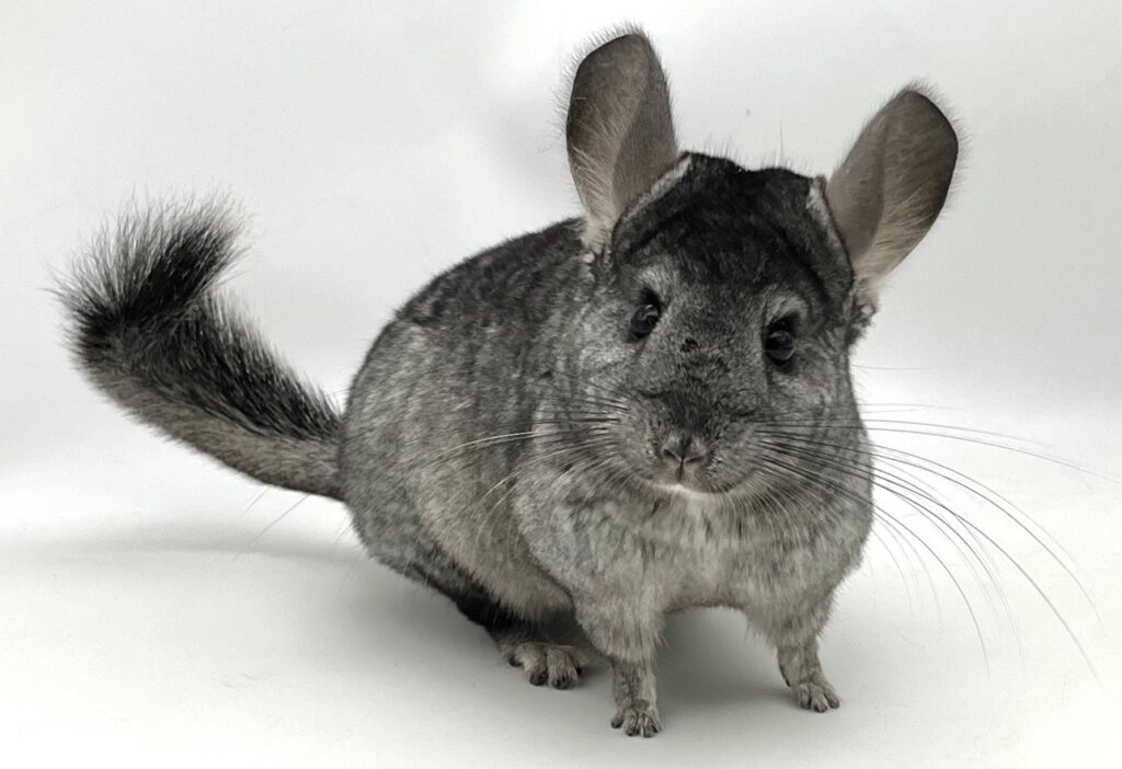 【お迎え済】チンチラ ミディアムエボニー（ブラックエボニー）女の子 アンゴラキャリア【国内ブリーダー個体】可愛いお顔・ふわふわ毛並み！