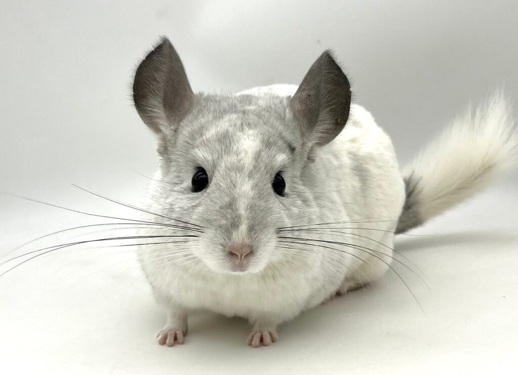 【SOLDOUT】チンチラ ウィルソンホワイト モザイク 男の子【国内ブリーダー個体】可愛いお顔・穏やかな性格