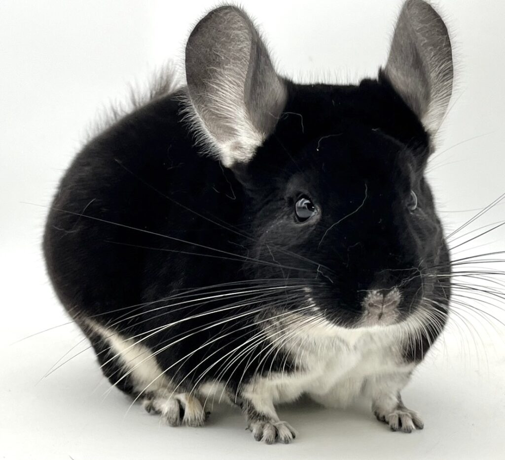 【SOLDOUT】チンチラ ブラックパール 女の子 #23 ポーランド便【極美キラキラ毛並み！・良体格！】