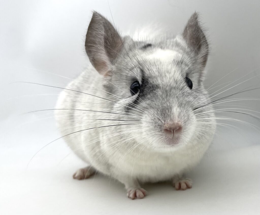 【SALE】チンチラ ユニークモザイク 男の子 #27 ポーランド便【人懐っこい子・カイカイ出来ます♪】