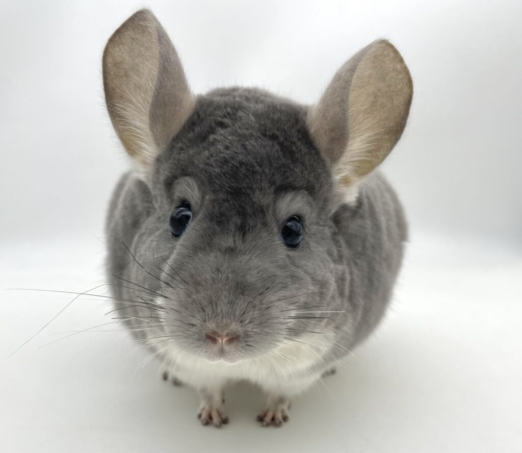 新着アンゴラチンチラ＆チンチラ 合計19頭 HP掲載