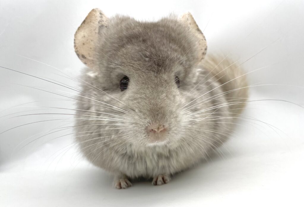 新着アンゴラチンチラ＆チンチラ 合計19頭 HP掲載