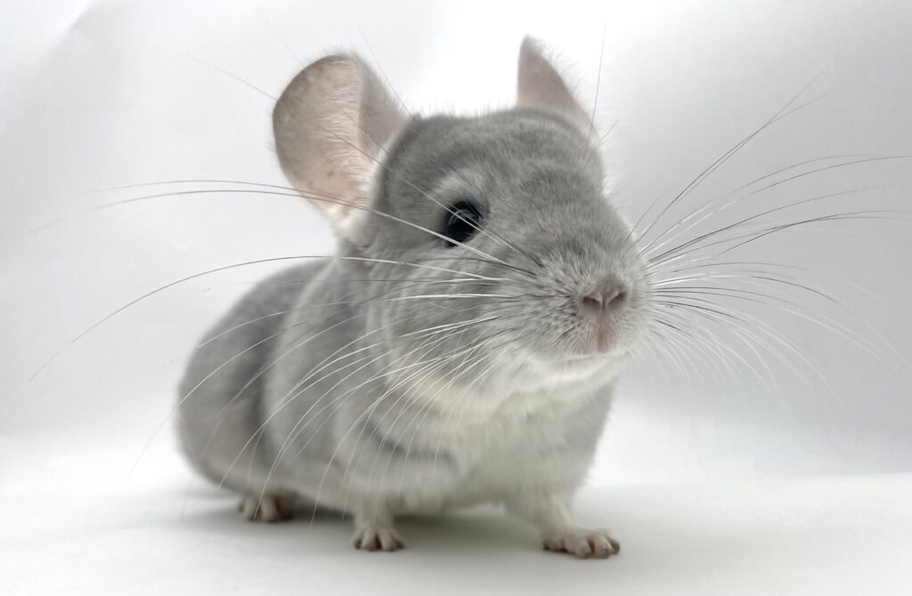 【SALE】チンチラ ブルーダイヤモンド 女の子 #29 ポーランド便【ライトカラー・元気いっぱい♪】