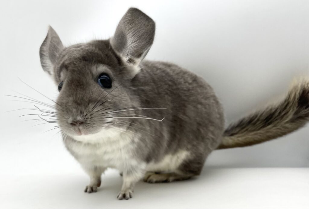 【お迎え済】チンチラ バイオレット 女の子【国内ブリーダー個体】姉妹②