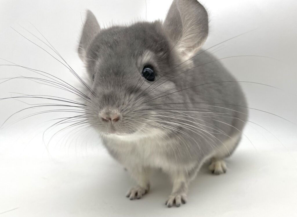 【SOLDOUT】チンチラ バイオレット 女の子【国内ブリーダー個体】三つ子②