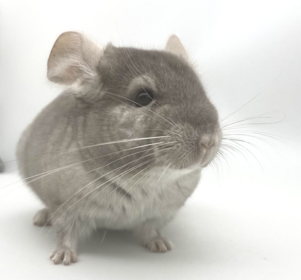 【お迎え済】チンチラ ベージュ（シナモンカラー） 女の子 オランダ便