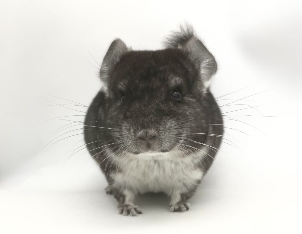 【お迎え済】チンチラ スタンダードグレー 男の子 オランダ便【カイカイ大好き！人懐っこい性格☆彡】