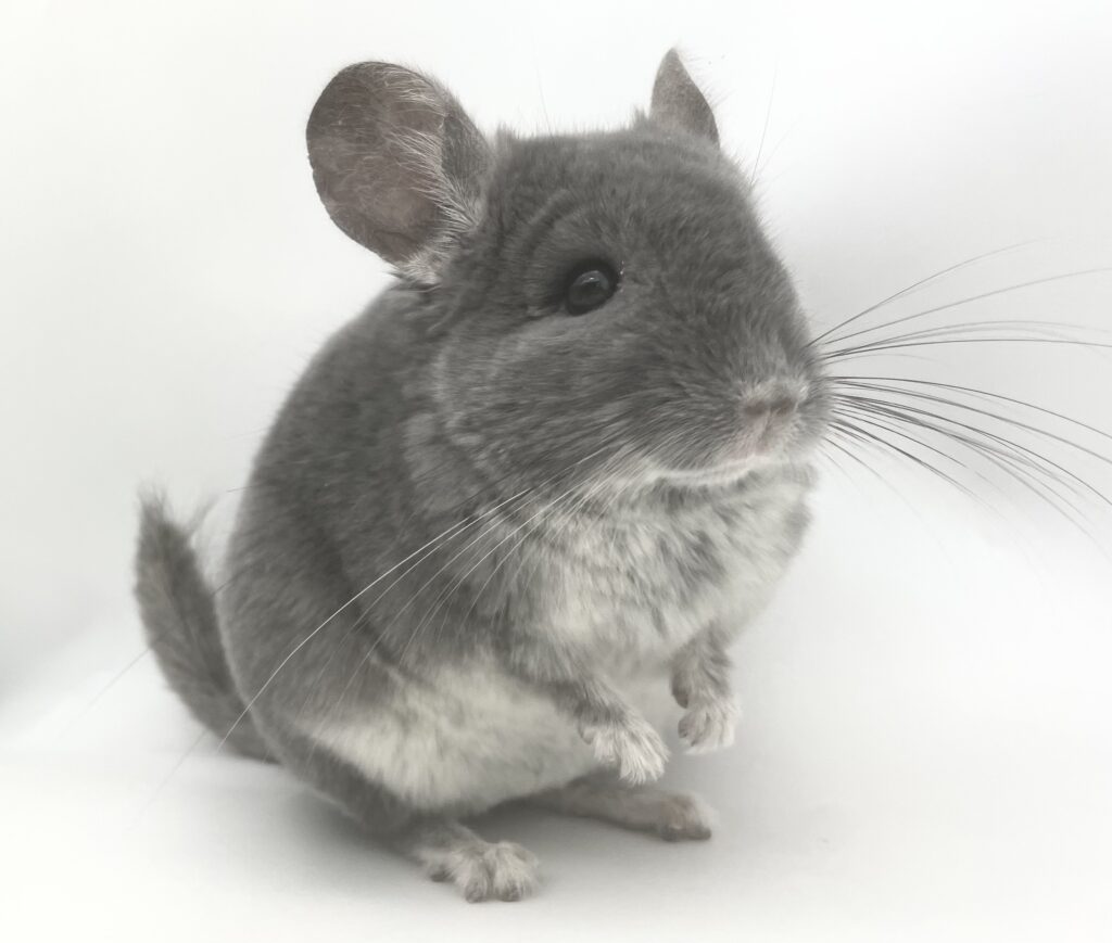 【お迎え済】チンチラ ベルベットバイオレット 男の子 オランダ便【大人しい性格】