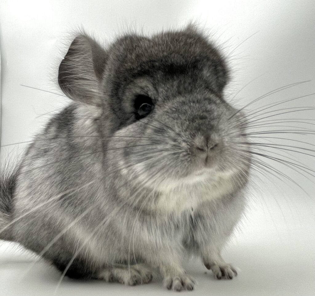 【お迎え済】アンゴラチンチラ スタンダードグレー 男の子【国内ブリーダー個体】アメリカ血統