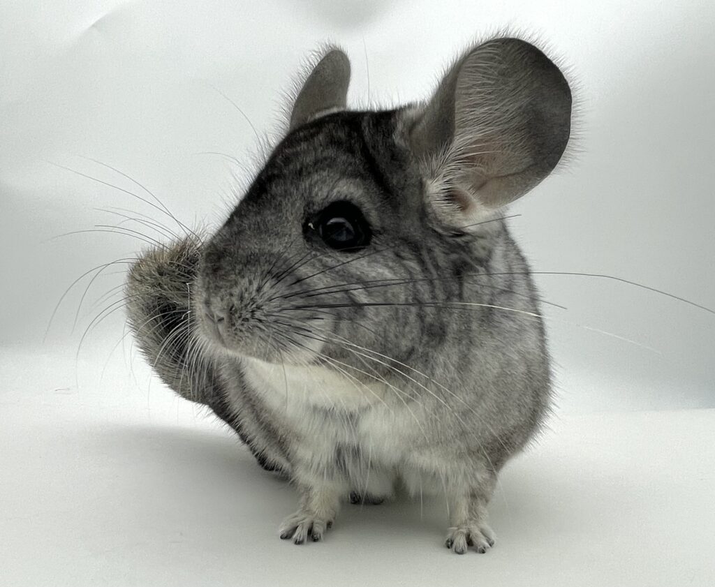 【お迎え済】チンチラ スタンダードグレー 男の子 アンゴラキャリア【国内ブリーダー個体】アメリカ血統