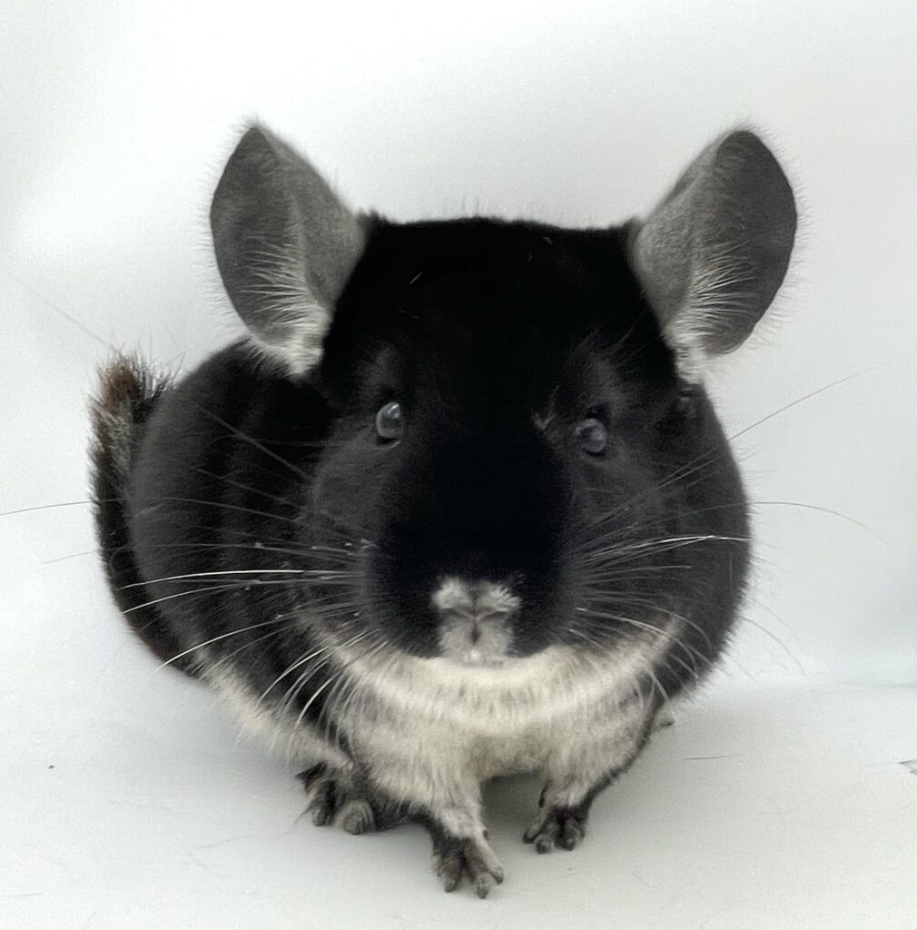 【ご予約済】チンチラ ブラックパール 男の子【国内ブリーダー個体】兄弟・大人しい性格