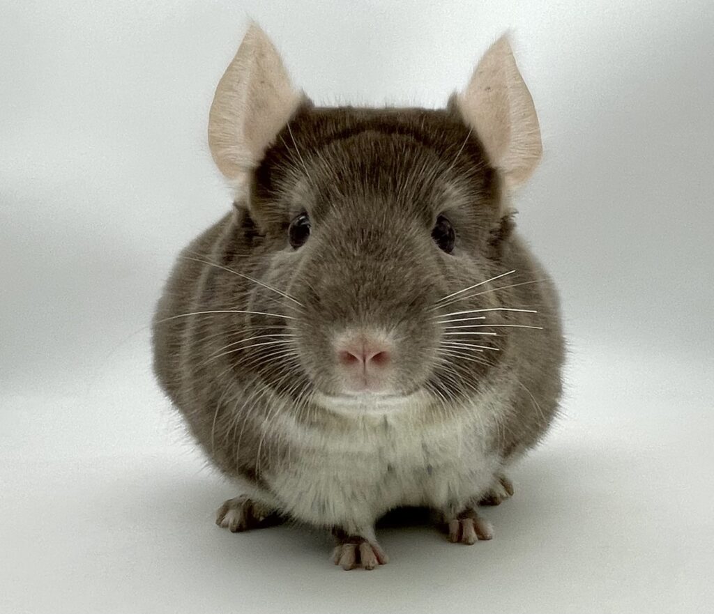 【SALE】チンチラ ブラウンパール 男の子【国内ブリーダー個体】兄弟・大人しい性格