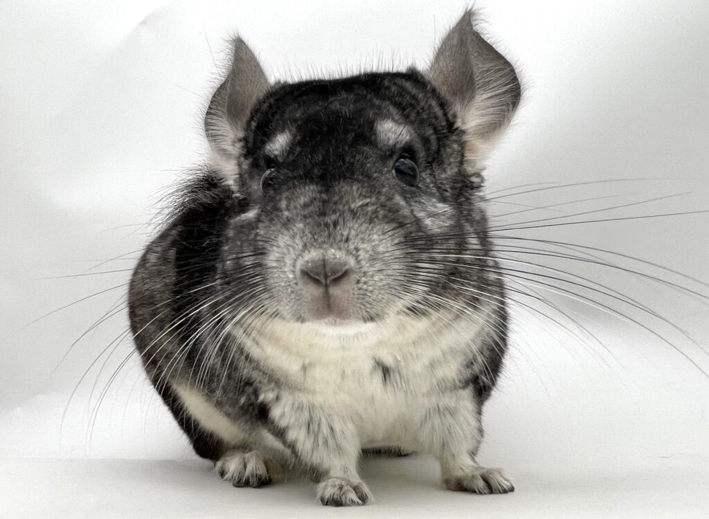 【お迎え済】チンチラ スタンダードグレー 男の子 ポーランド便【穏やかな性格】