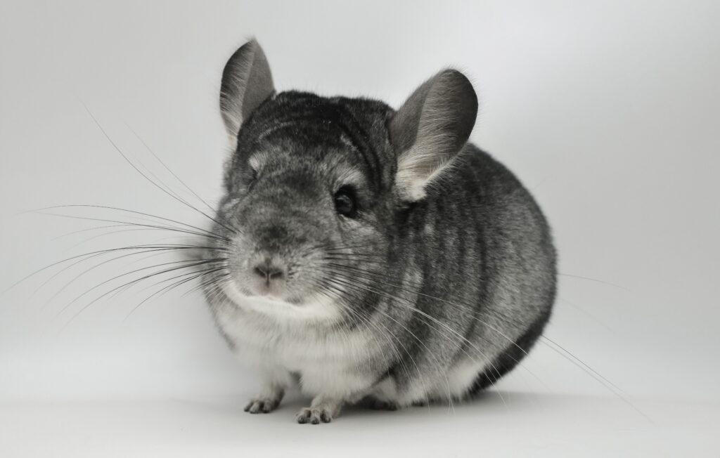 チンチラ スタンダードグレー 女の子 アンゴラキャリア【当店生まれ】良体格・アメリカ血統