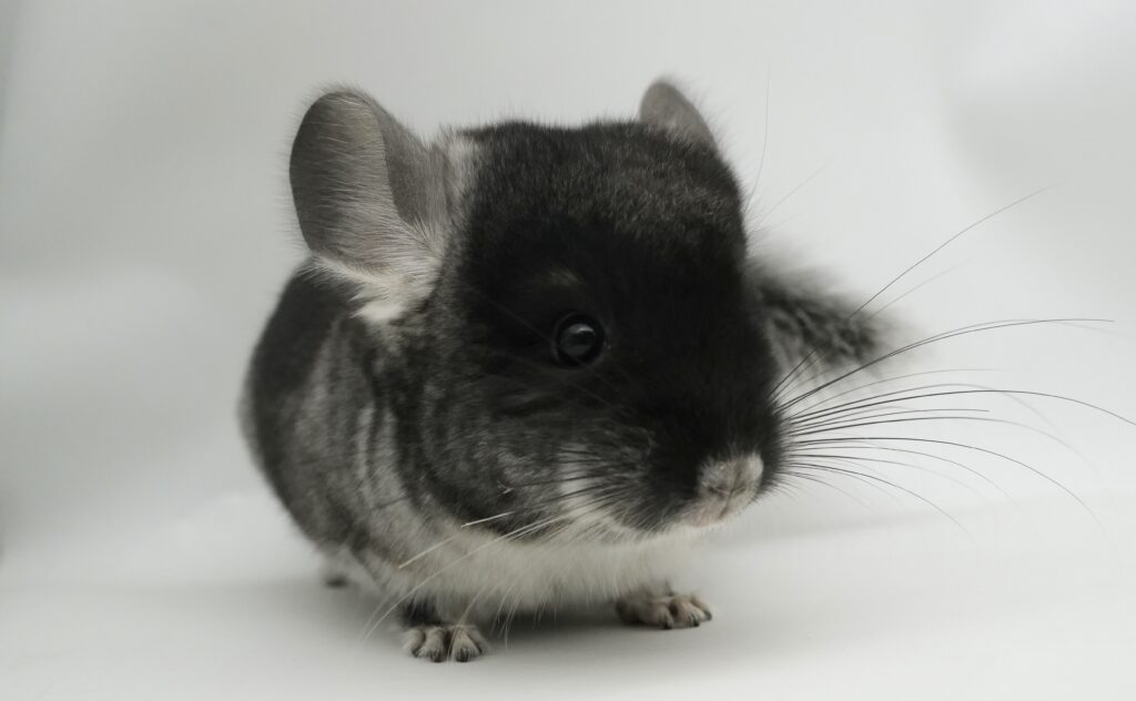 【ご予約済】チンチラ ブラックベルベット 男の子 poss50%アンゴラキャリア【国内ブリーダー個体】大人しい性格・可愛い丸顔