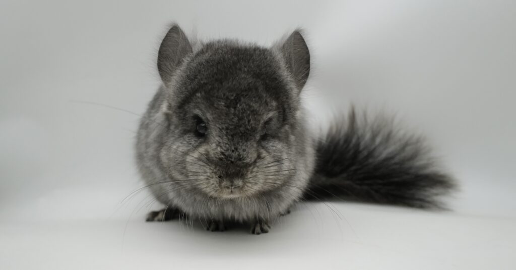 アンゴラチンチラ ライトエボニー（ブラックエボニー）男の子【国内ブリーダー個体】とても可愛いお顔！・毛足長め