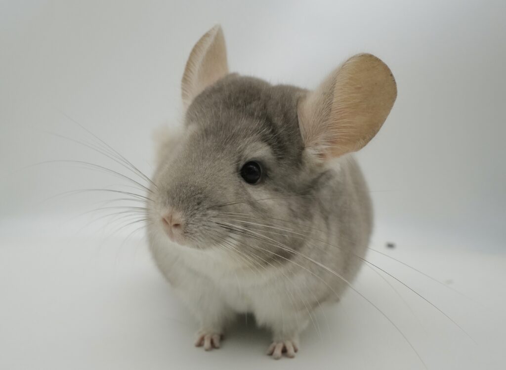 チンチラ ベージュ（シナモンカラー）女の子 国内ブリーダー個体【良体格！・アメリカ血統】