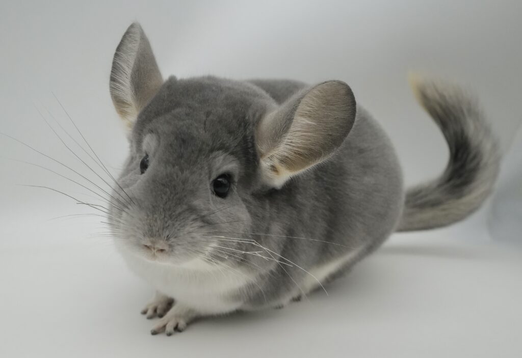 チンチラ バイオレット 女の子 サファイアキャリア【国内ブリーダー個体】良体格！・アメリカ血統