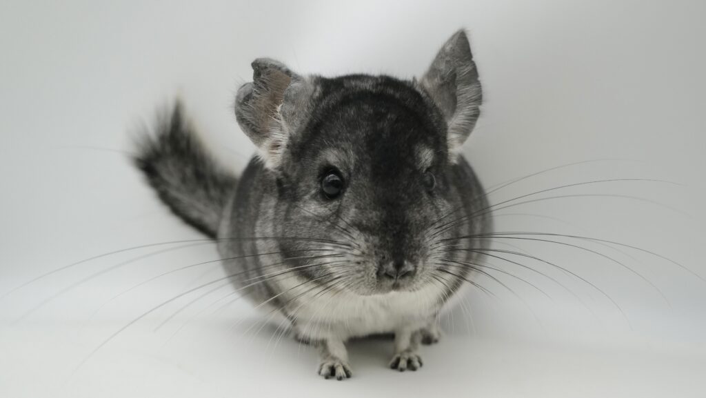 【SALE】チンチラ スタンダードグレー 女の子 お耳欠け有【国内ブリーダー個体】良体格・SHOW血統