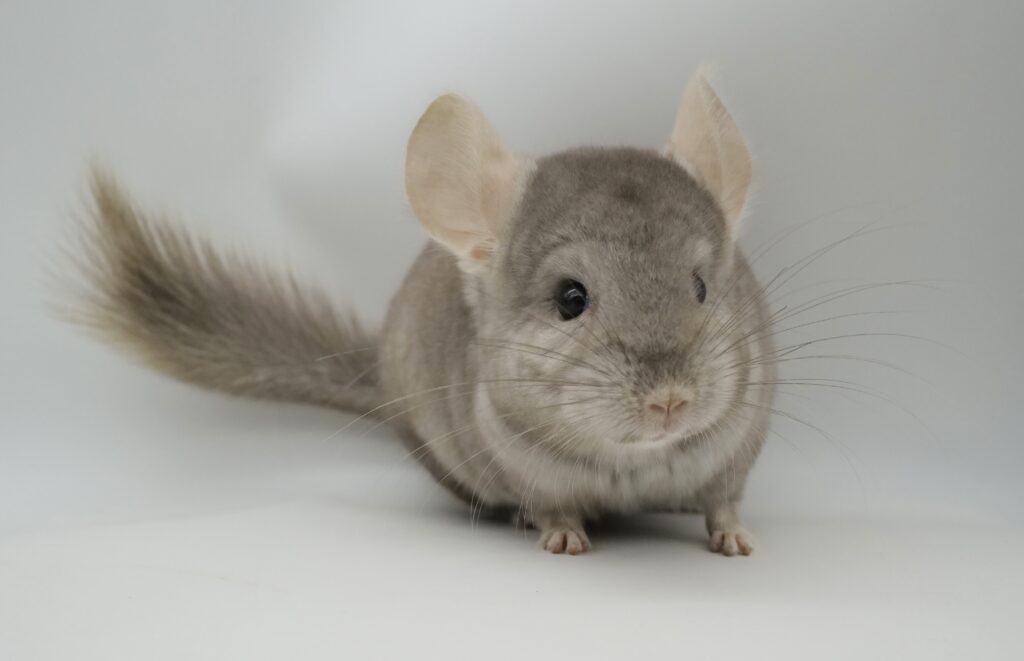 チンチラ ライトタン（ブラウンエボニー）男の子 アンゴラキャリア【国内ブリーダー個体】