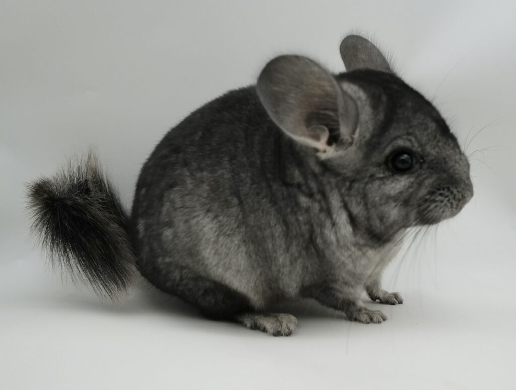 【お迎え済】チンチラ ライトエボニー（ブラックエボニー）男の子 アンゴラキャリア【国内ブリーダー個体】可愛い丸顔・大人しい性格