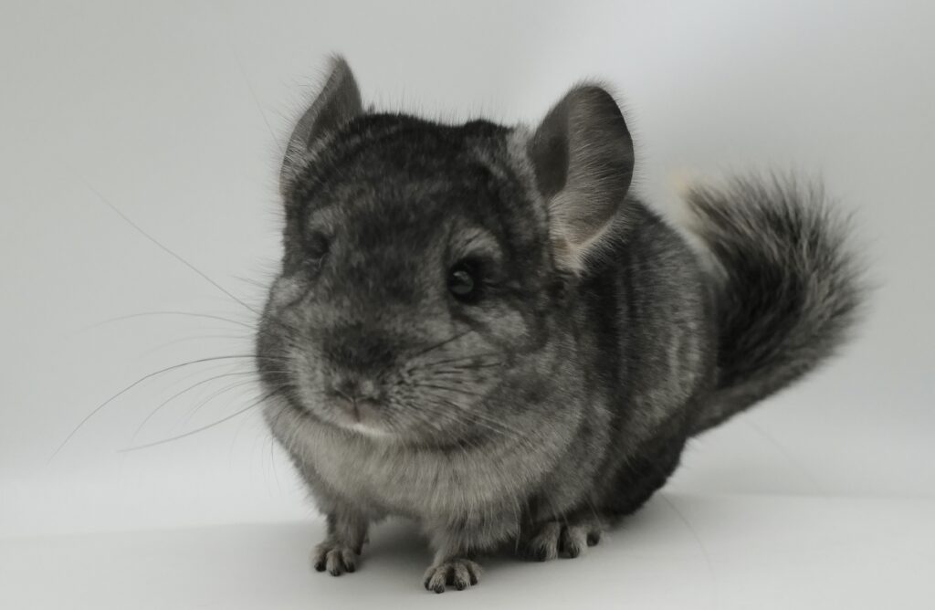 チンチラ ライトエボニー（ブラックエボニー）女の子 アンゴラキャリア【国内ブリーダー個体】可愛い丸顔・大人しい性格