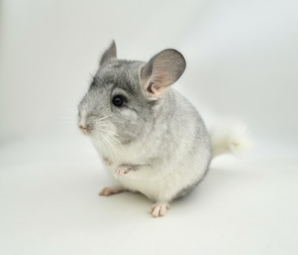 チンチラ モザイク 女の子【国内ブリーダー個体】人懐っこい性格・良血統！