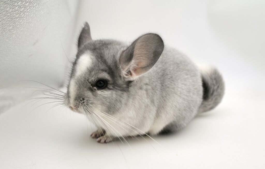 【ご予約済】チンチラ モザイク 男の子【国内ブリーダー個体】良血統