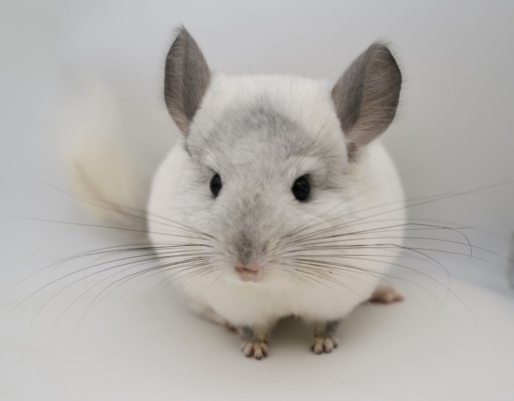 チンチラ モザイク 男の子 アンゴラキャリア【国内ブリーダー個体】可愛すぎるお顔☆彡