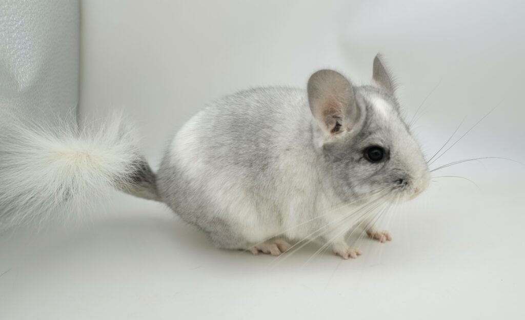 【SALE】チンチラ モザイク 女の子 アンゴラキャリア【国内ブリーダー個体】穏やかな性格