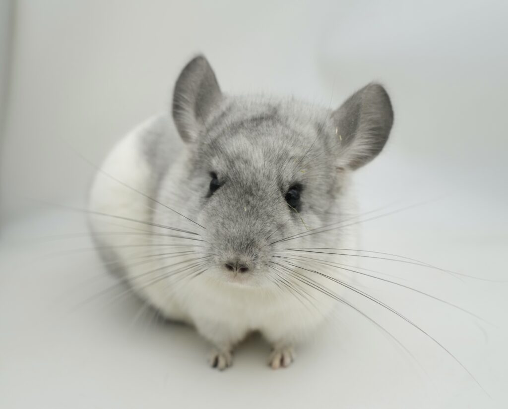 【商談中】チンチラ モザイク 女の子 poss.66%アンゴラキャリア バイオレットキャリア【当店生まれ】良体格！・アメリカ血統