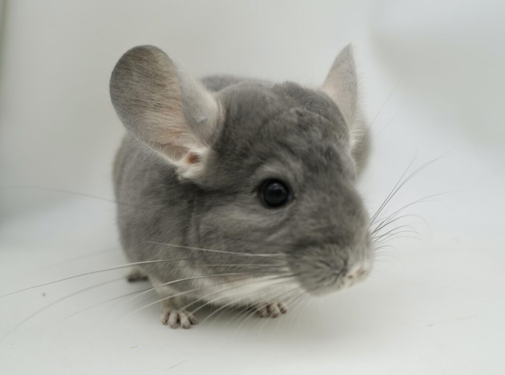 【SALE】チンチラ バイオレット 女の子【国内ブリーダー個体】良体格！