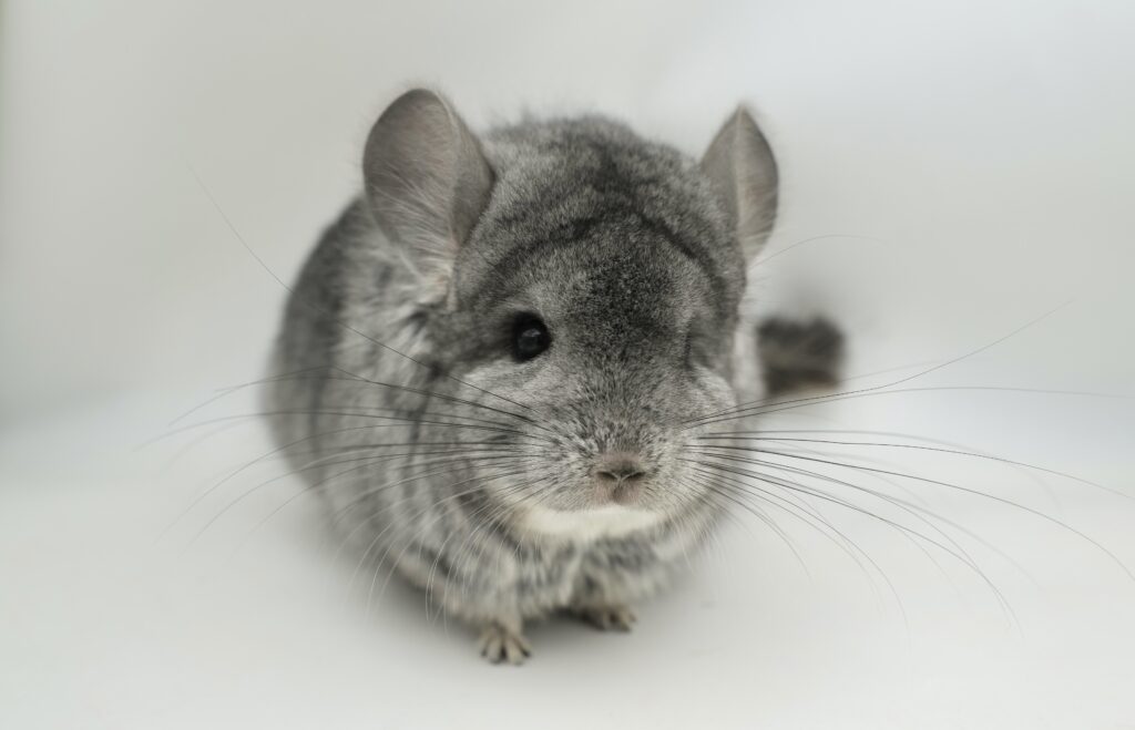 【SALE】アンゴラチンチラ スタンダードグレー 男の子【国内ブリーダー個体】良体格！