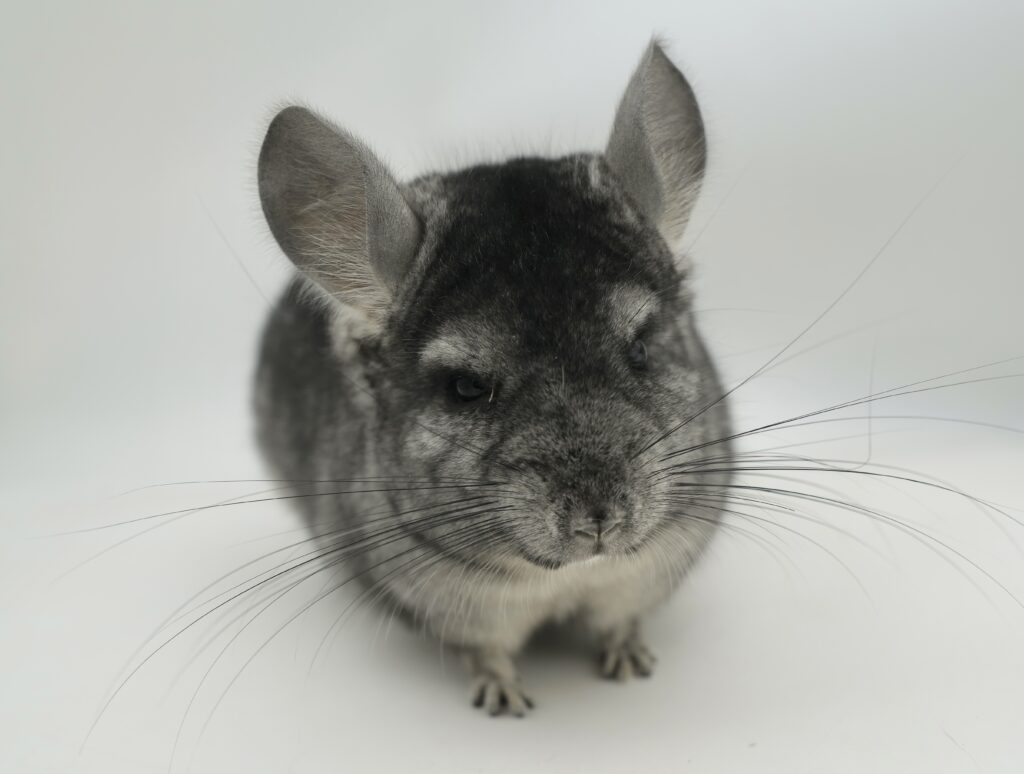 【SALE】チンチラ ライトエボニー（ブラックエボニー）男の子 アンゴラキャリア【国内ブリーダー個体】落ち着いた性格・優しい子