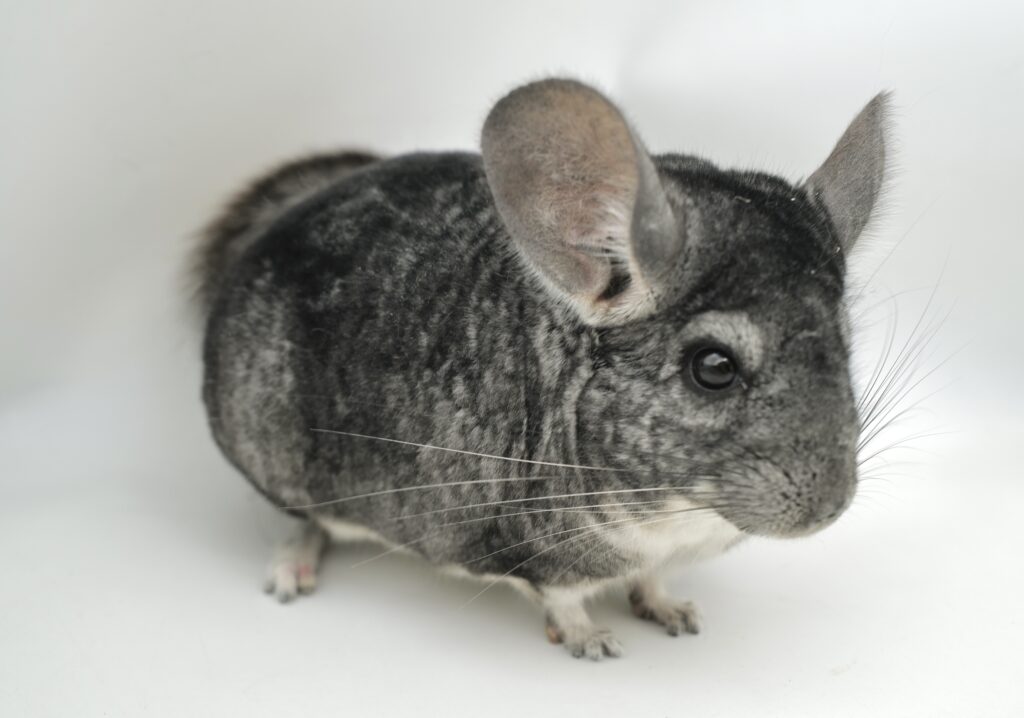 【SALE】チンチラ スタンダードグレー 男の子 アンゴラキャリア【国内ブリーダー個体】穏やかな性格・カイカイ出来ます☆彡