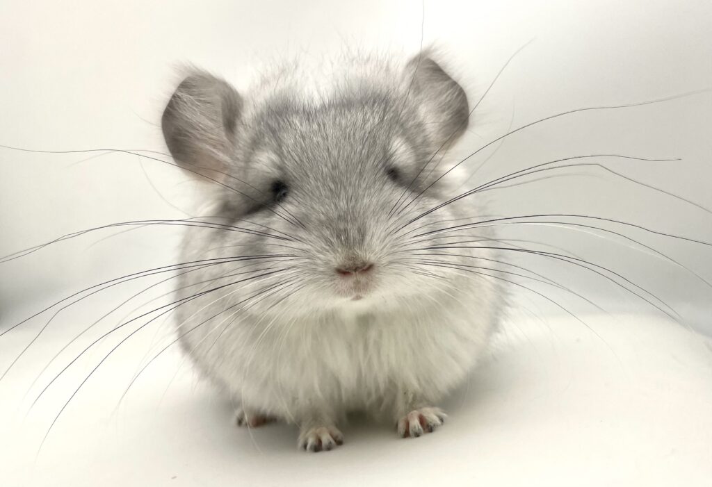 【予約受付中】アンゴラチンチラ モザイク 男の子 ブルーダイヤモンドキャリア【当店生まれ】穏やかな性格