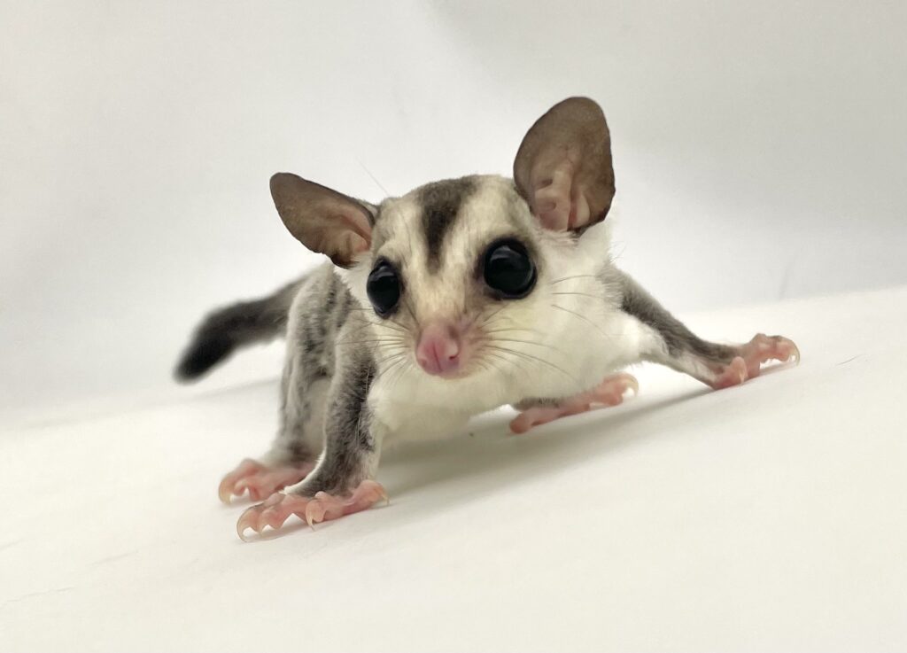 フクロモモンガ ホワイトフェイス WF 男の子【当店生まれ】