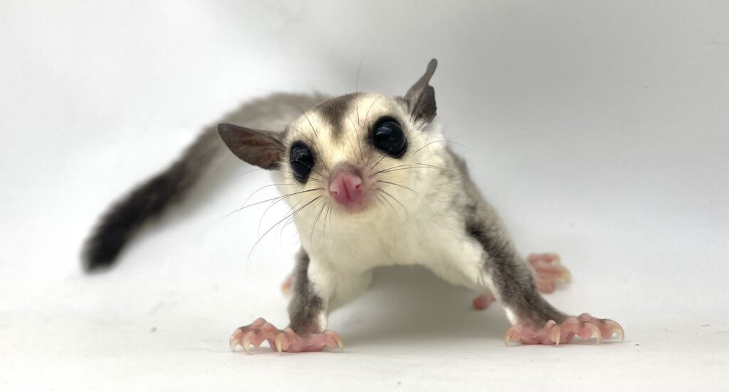 フクロモモンガ ホワイトフェイス WF 女の子【当店生まれ】