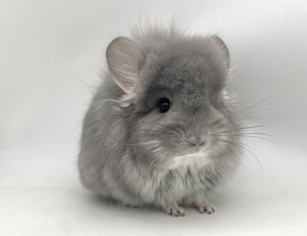 アンゴラチンチラ バイオレット 女の子【国内ブリーダー個体】非常に大人しい性格！