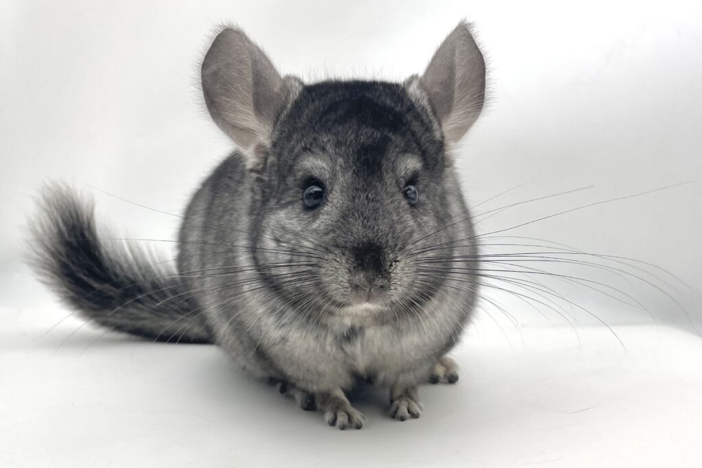 チンチラ ライトエボニー 男の子 アンゴラキャリア【国内ブリーダー個体】落ち着いた性格