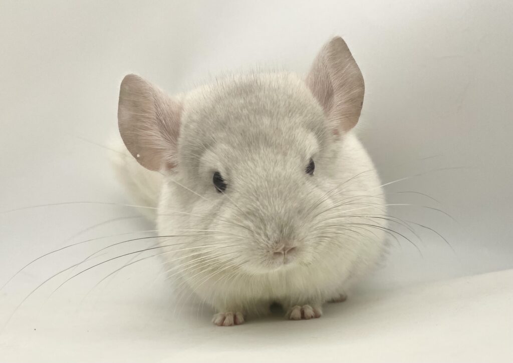 チンチラ ピンクホワイト 男の子【国内ブリーダー個体】アメリカ血統•良毛並み！